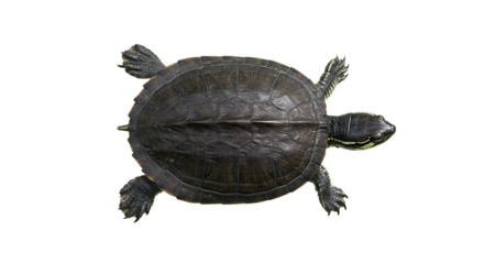 Overhead View of a Dark Brown Turtle with Yellow Stripes on its Neck