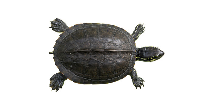 Overhead View of a Dark Brown Turtle with Yellow Stripes on its Neck
