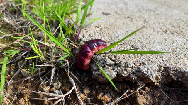 A vivid pink caterpillar rests almost motionless near a cracked concrete edge, revealing its thick segmented body in high detail. A rare glimpse into nature&rsquo;s quiet and unusual forms of life.