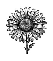 Detailed Black and White Line Art Drawing of a Daisy Flower Blossom with Stem