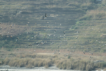 flock of birds (ruddy shelduck)