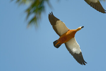 Ruddy shelduck in flight