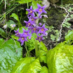 rock tobacco flowers blooming on a cliff, purple flowers, five-petaled flowers, star-shaped flowers, cute flowers that bloom in June, wildflowers that grow in partial shade