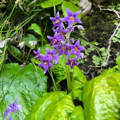 rock tobacco flowers blooming on a cliff, purple flowers, five-petaled flowers, star-shaped flowers, cute flowers that bloom in June, wildflowers that grow in partial shade