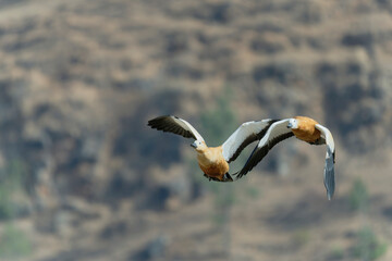 Ruddy shelduck in flight