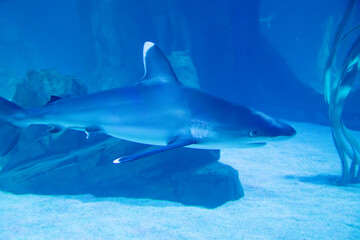 A Silvertip Shark at an aquarium