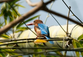 White throated kingfisher on a branch