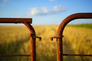 Rusty farm gate in a golden wheat field