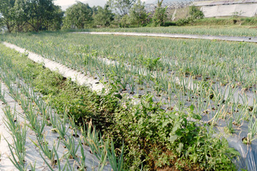 Scallion Plants Ready for Harvest with Soil Protected by Plastic Mulch