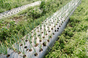 Scallion Plants Ready for Harvest with Soil Protected by Plastic Mulch