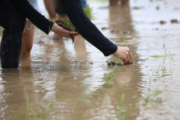 田植えをする様子