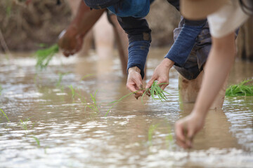 田植えをする様子