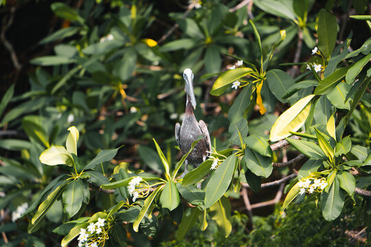 Costa Rica, Guanacaste brown pelican