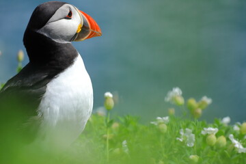 Close-Up of Male Atlantic Puffin During Breeding Season – Colorful Vibrant Red and Yellow Beak,...