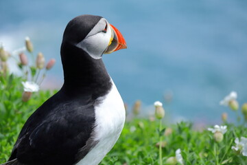 Close-Up of Male Atlantic Puffin During Breeding Season – Colorful Vibrant Red and Yellow Beak, Black and White Feathers, with Blurred Ocean and Green Shrub Background