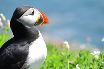 Naklejka premium Close-Up of Male Atlantic Puffin During Breeding Season – Colorful Vibrant Red and Yellow Beak, Black and White Feathers, with Blurred Ocean and Green Shrub Background
