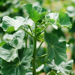 Obraz premium Close-up of a plant with vibrant green, deeply lobed leaves, attached to a central stem