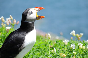 Close-Up of Atlantic Puffin on Saltee Island, Ireland – Beak Open in Mating or Territorial Display, Blurred Ocean and Cliff Background, Summer Breeding Season Seabird Behaviour