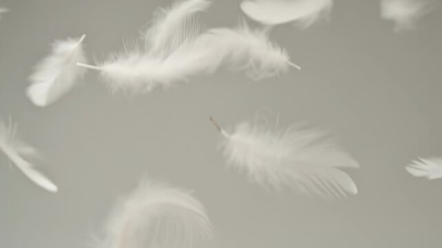 Gentle descent of white feathers against a soft gray backdrop creating a calming and ethereal atmosphere for various creative projects