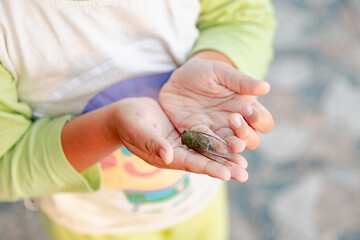 little kids holding a cicadas