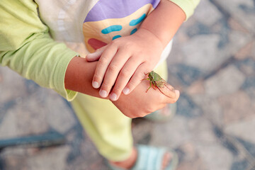 cicadas on the kids hand