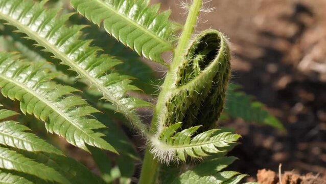 Macro time-lapse of fern frond slowly unfurling