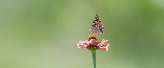 花に止まる綺麗な蝶	