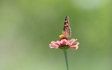 花に止まる綺麗な蝶	