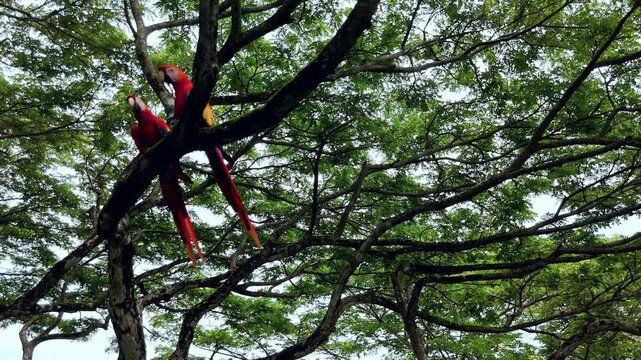 Costa Rica Guanacaste Macaws