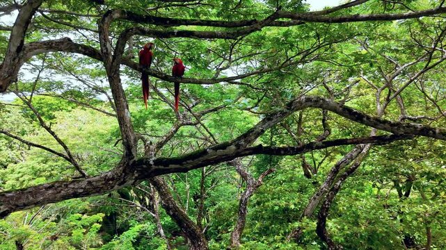 Costa Rica Guanacaste Macaws