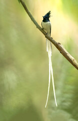 Indian paradise flycatcher  is perched on a branch with its exceptionally long tail feathers trailing down.