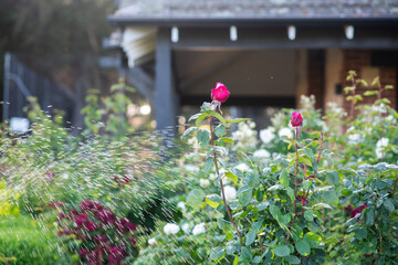 vintage rose bush in an old garden. a water sprinkler in the background adds a sense of movement