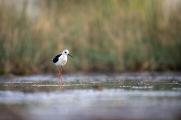 Black Winged Stilt in pond in Early morning