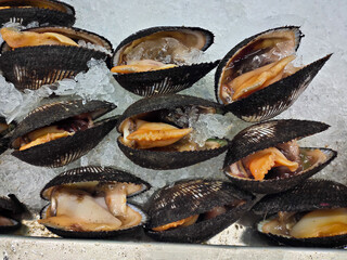 Fresh seafood display featuring several opened blood cockles or blood clam or Anadara granosa...