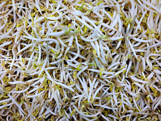 A pile of fresh and crunchy mung bean sprouts.