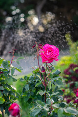 vintage rose bush in an old garden. a water sprinkler in the background adds a sense of movement