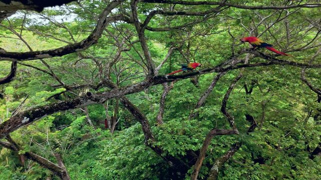 Costa Rica Guanacaste Macaws