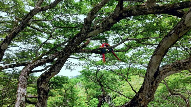 Costa Rica Guanacaste Macaws
