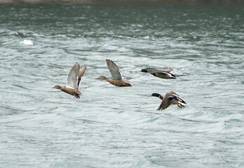 mallard in flight river back ground