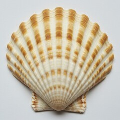 Obraz premium Scallop shell isolated on white background for decoration, collection, or educational purposes.