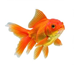 Orange goldfish isolated on white background. use cases: pet, aquarium, decoration, illustration.