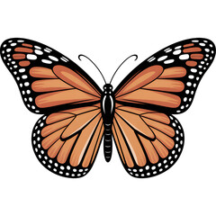 Beautiful Monarch Butterfly