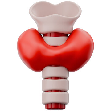 Thyroid Gland Anatomy