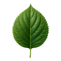 green leaf on transparent background