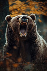 Obraz premium Roaring brown bear in autumn forest
