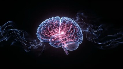 Human Brain Anatomy Neurological Structure and Cognitive Functions