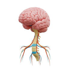 Anatomical Brain and Nervous System Model Showing Brain and Spinal Cord