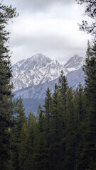 snow covered mountains