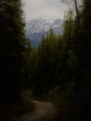 forest in the mountains