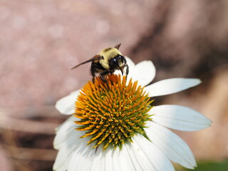 Bumblebee Feeding on White Echinacea Coneflower